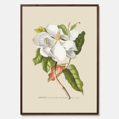Tavla med Magnolia poster – Botanisk tavla och poster