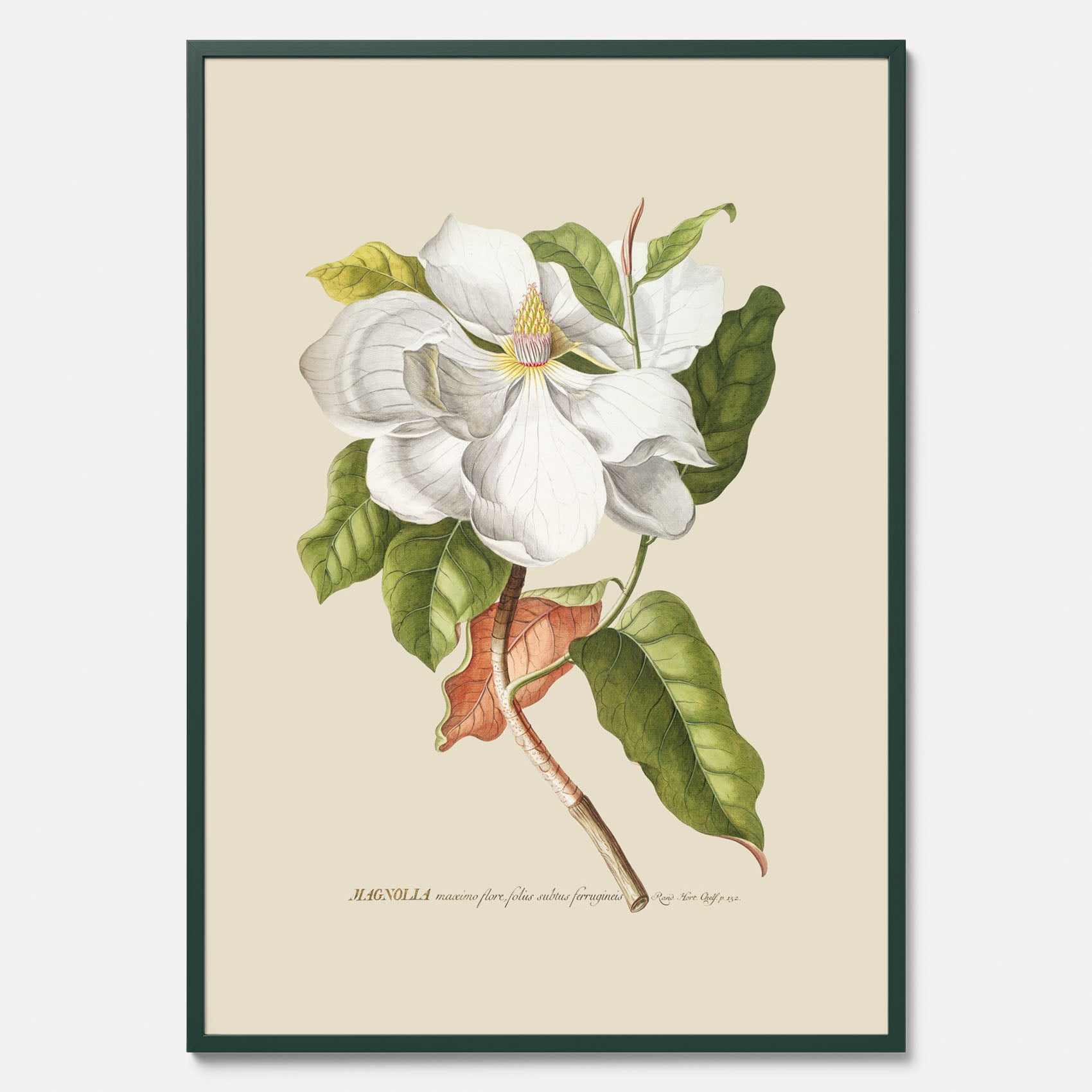 Tavla med Magnolia poster – Botanisk tavla och poster