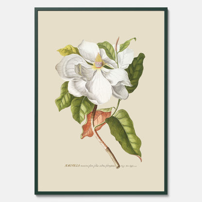 Tavla med Magnolia poster – Botanisk tavla och poster