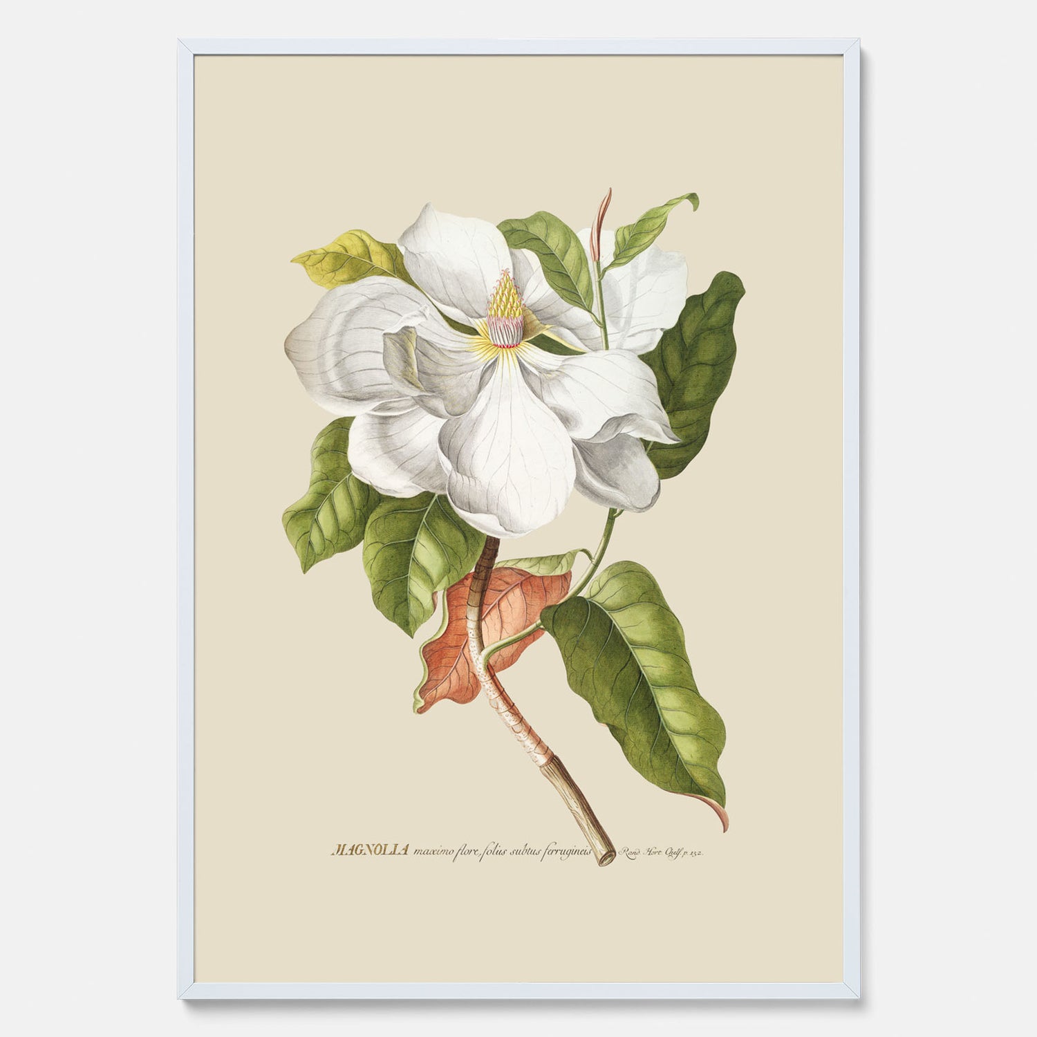 Tavla med Magnolia poster – Botanisk tavla och poster