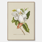 Canvastavla med Magnolia poster – Botanisk tavla och poster