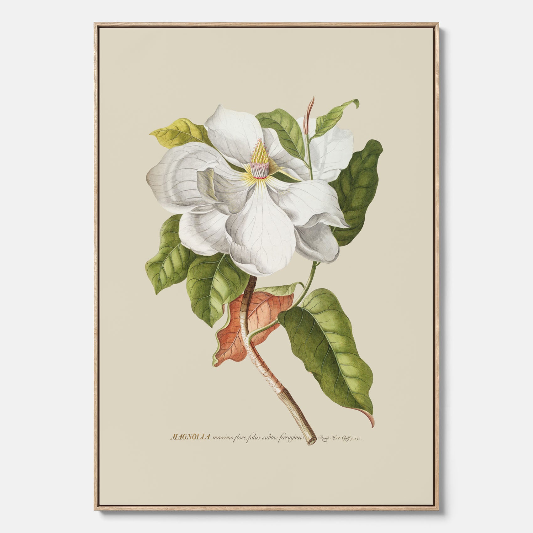 Canvastavla med Magnolia poster – Botanisk tavla och poster