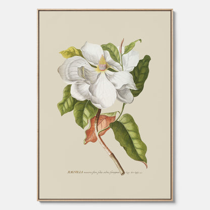 Canvastavla med Magnolia poster – Botanisk tavla och poster