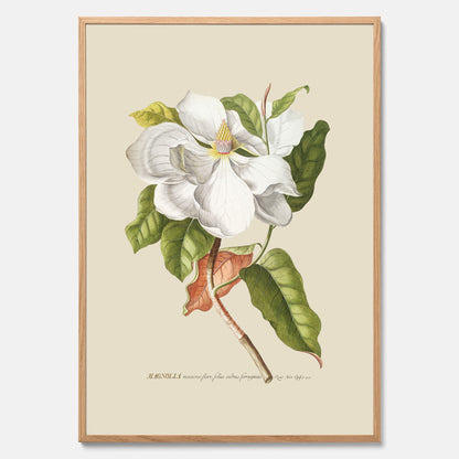 Tavla med Magnolia poster – Botanisk tavla och poster
