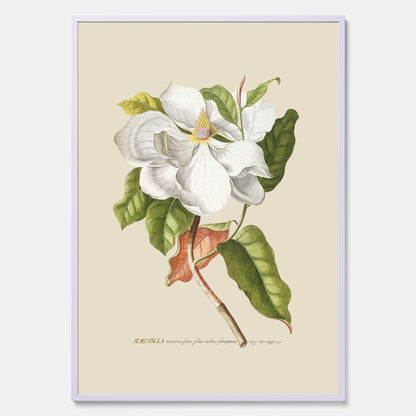 Tavla med Magnolia poster – Botanisk tavla och poster