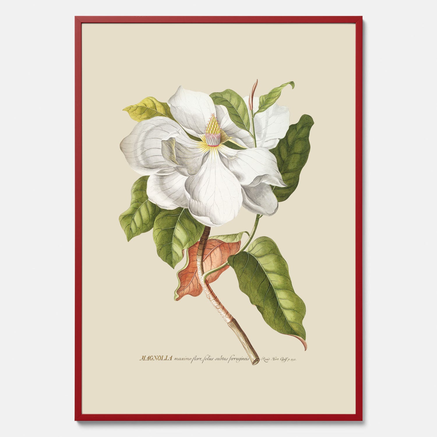 Tavla med Magnolia poster – Botanisk tavla och poster