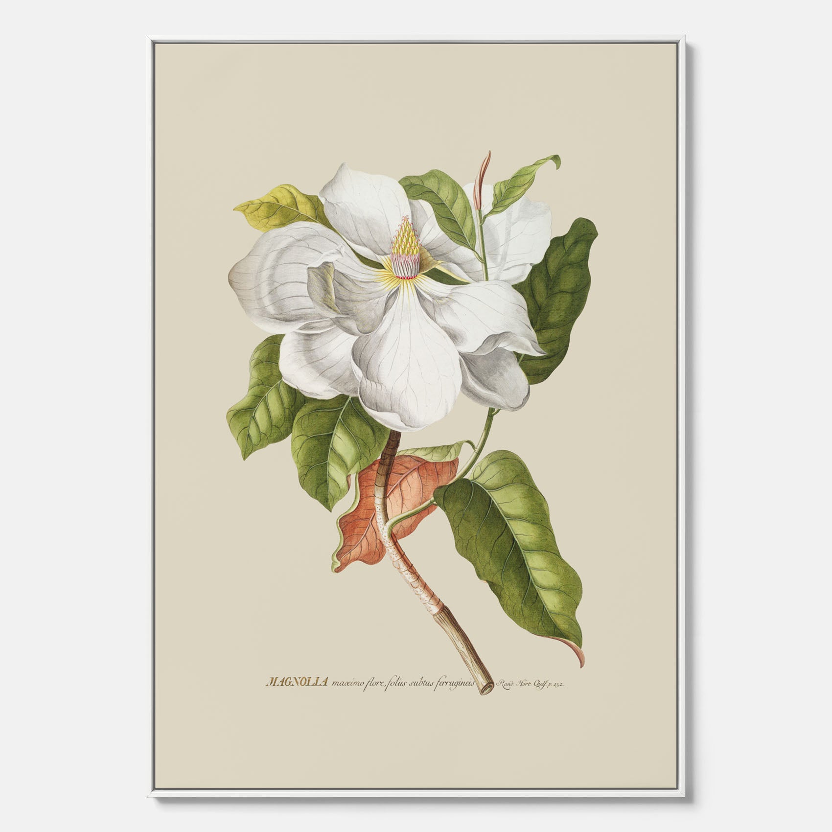 Canvastavla med Magnolia poster – Botanisk tavla och poster