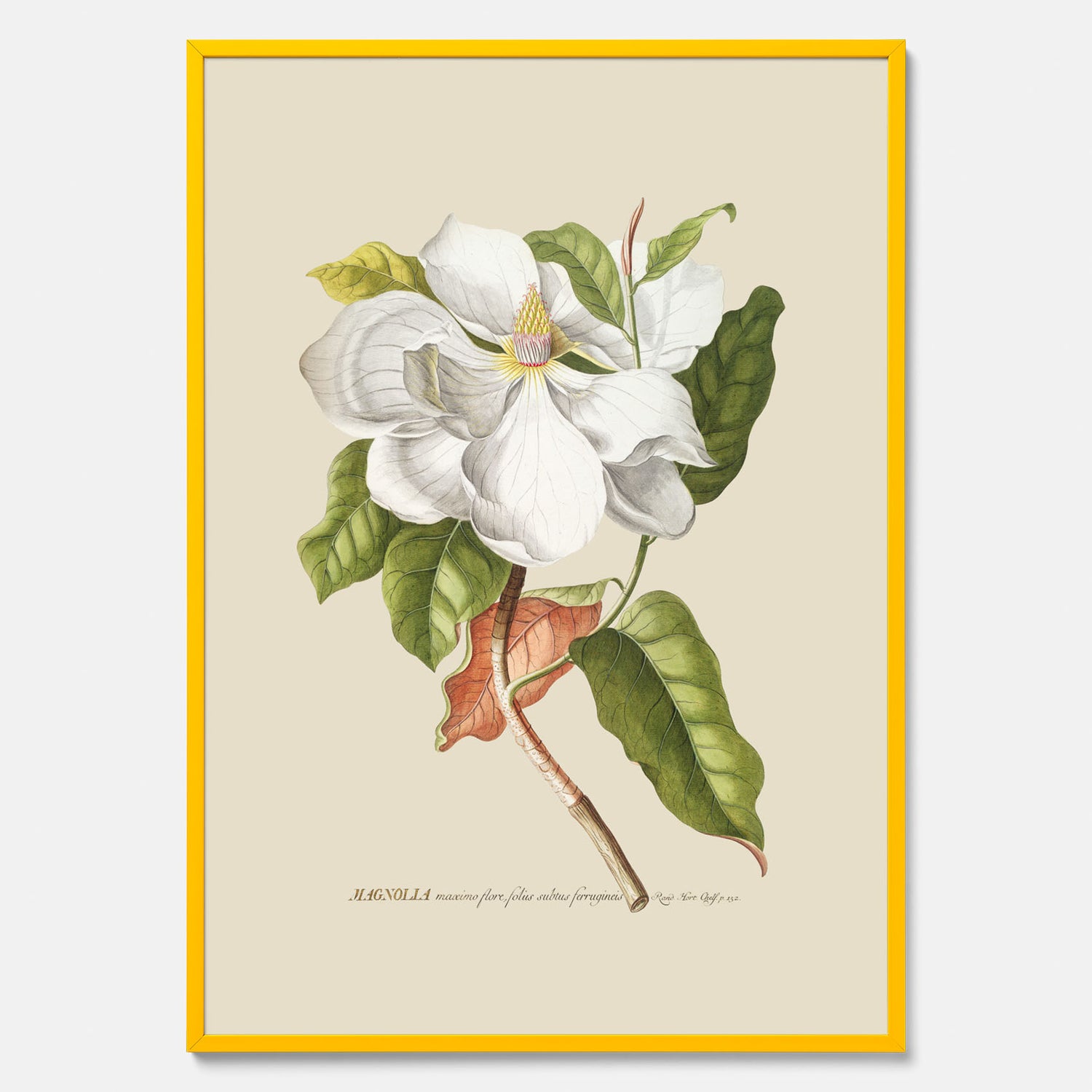 Tavla med Magnolia poster – Botanisk tavla och poster