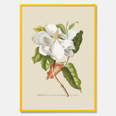 Tavla med Magnolia poster – Botanisk tavla och poster