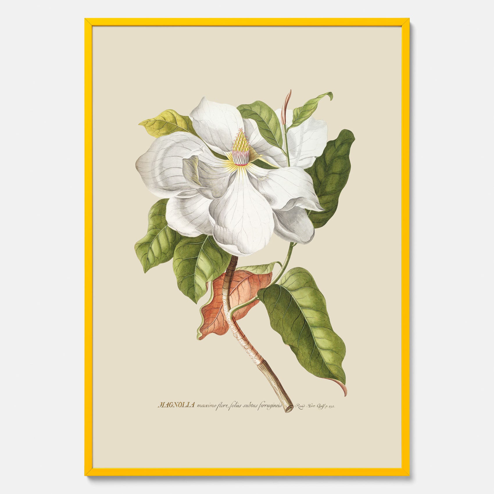 Tavla med Magnolia poster – Botanisk tavla och poster