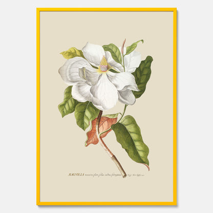 Tavla med Magnolia poster – Botanisk tavla och poster