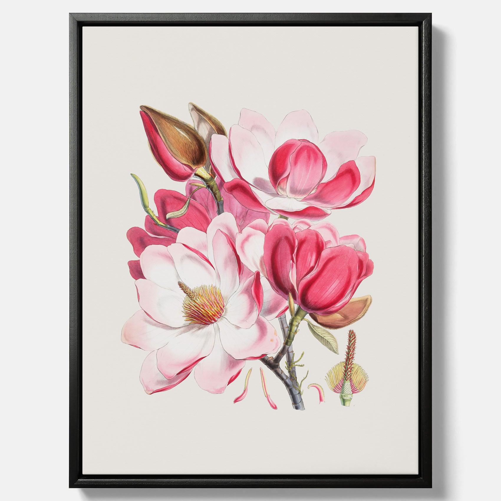 Magnolia Campbellii canvas, botanisk vintage-tavla