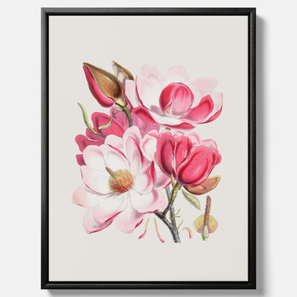 Magnolia Campbellii canvas, botanisk vintage-tavla