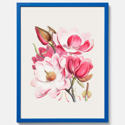 Magnolia Campbellii poster, botanisk vintage-tavla
