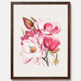 Magnolia Campbellii poster, botanisk vintage-tavla