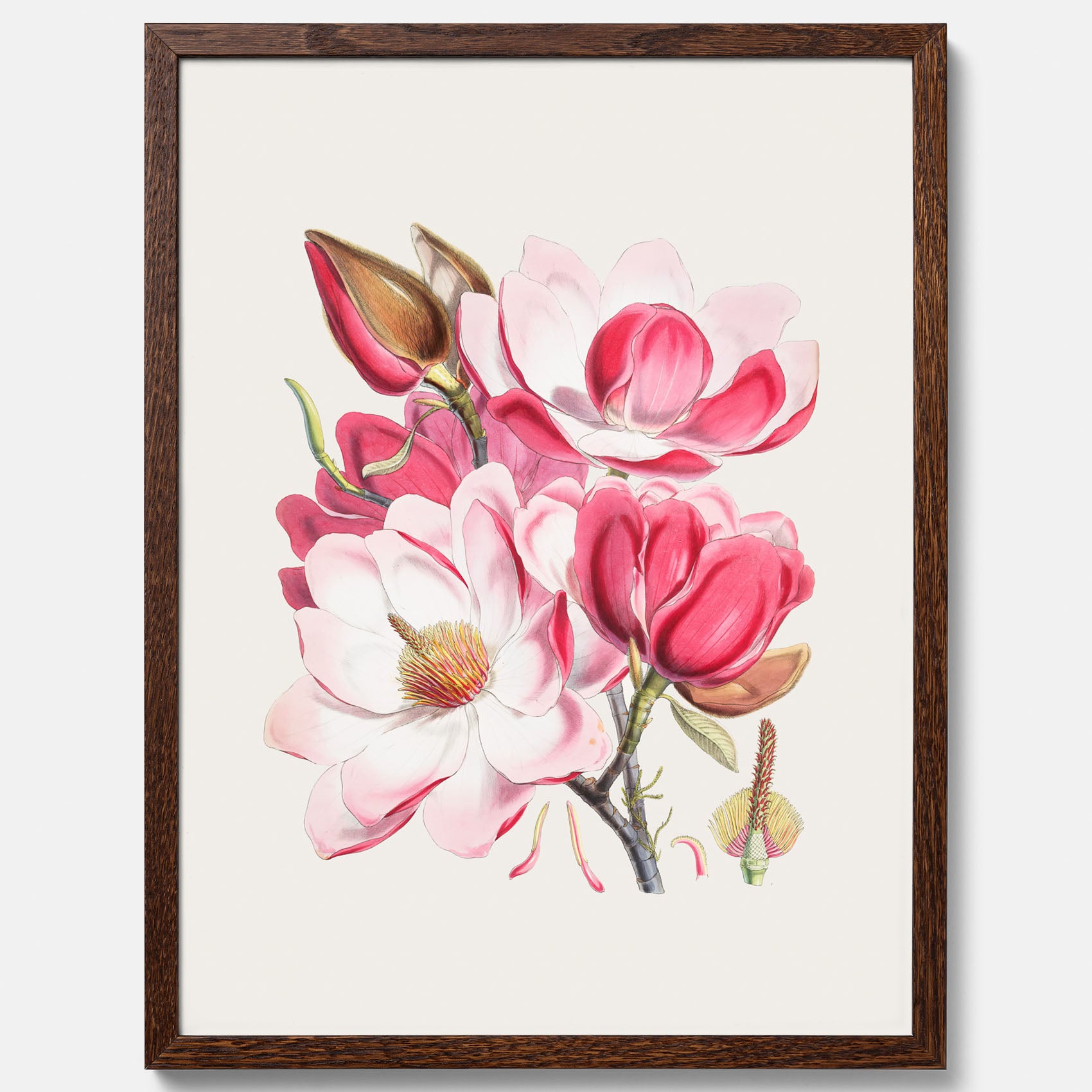 Magnolia Campbellii poster, botanisk vintage-tavla