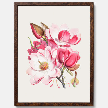 Magnolia Campbellii poster, botanisk vintage-tavla