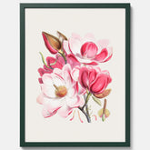 Magnolia Campbellii poster, botanisk vintage-tavla