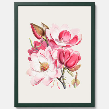 Magnolia Campbellii poster, botanisk vintage-tavla