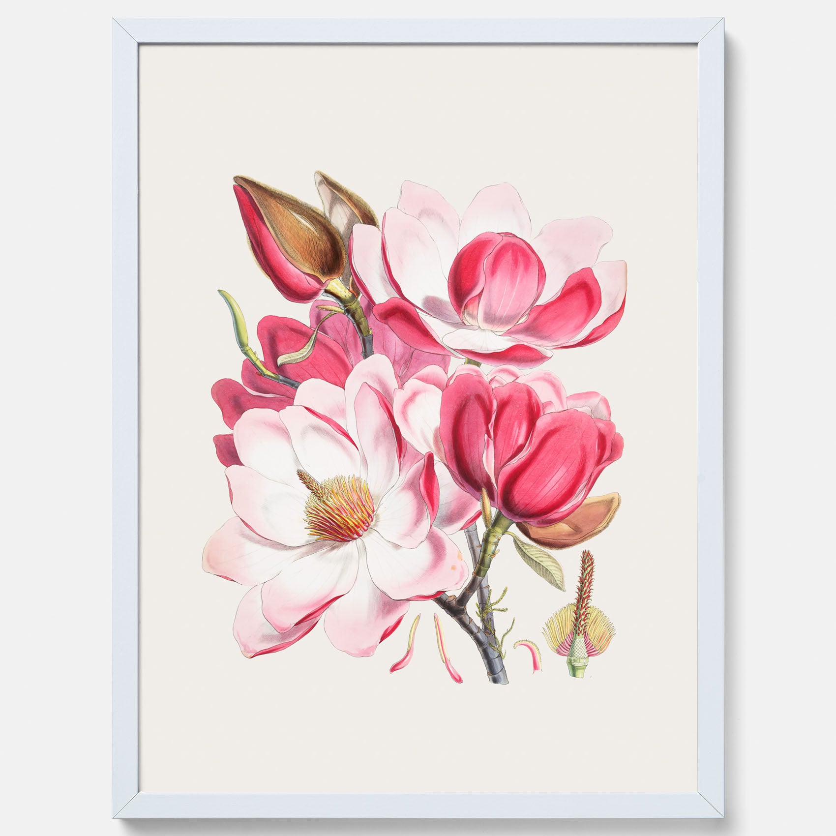 Magnolia Campbellii poster, botanisk vintage-tavla