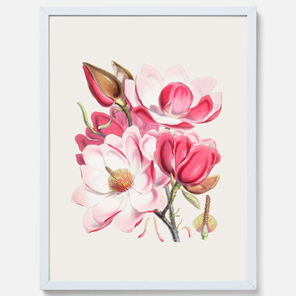Magnolia Campbellii poster, botanisk vintage-tavla