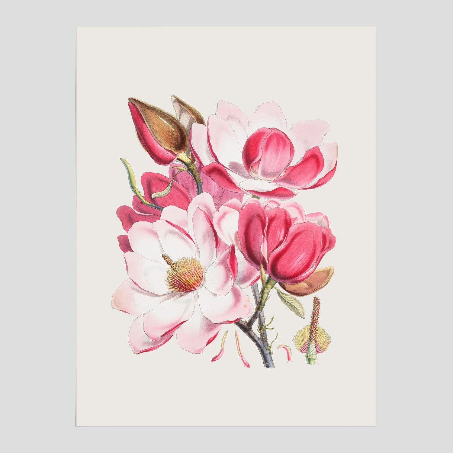 Magnolia Campbellii poster, botanisk vintage-tavla