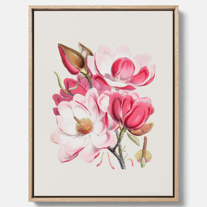 Magnolia Campbellii canvas, botanisk vintage-tavla