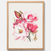 Magnolia Campbellii poster, botanisk vintage-tavla