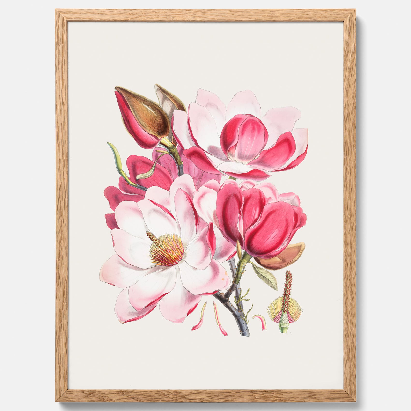 Magnolia Campbellii poster, botanisk vintage-tavla