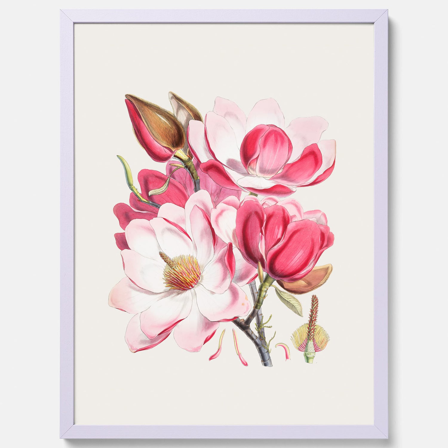 Magnolia Campbellii poster, botanisk vintage-tavla