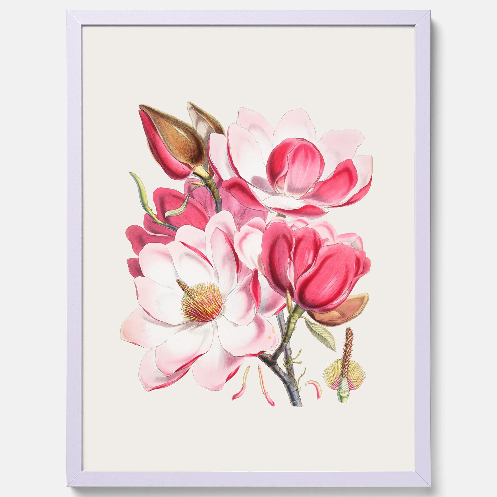 Magnolia Campbellii poster, botanisk vintage-tavla