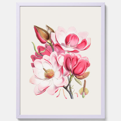 Magnolia Campbellii poster, botanisk vintage-tavla