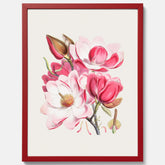 Magnolia Campbellii poster, botanisk vintage-tavla