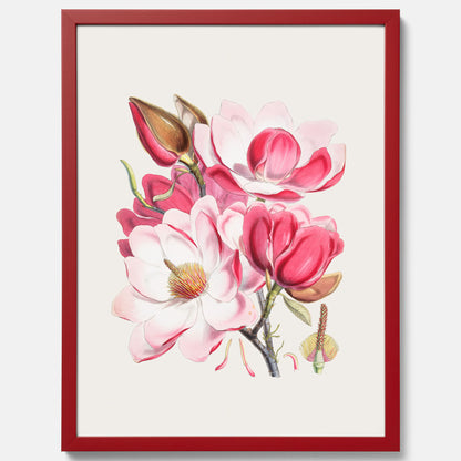 Magnolia Campbellii poster, botanisk vintage-tavla