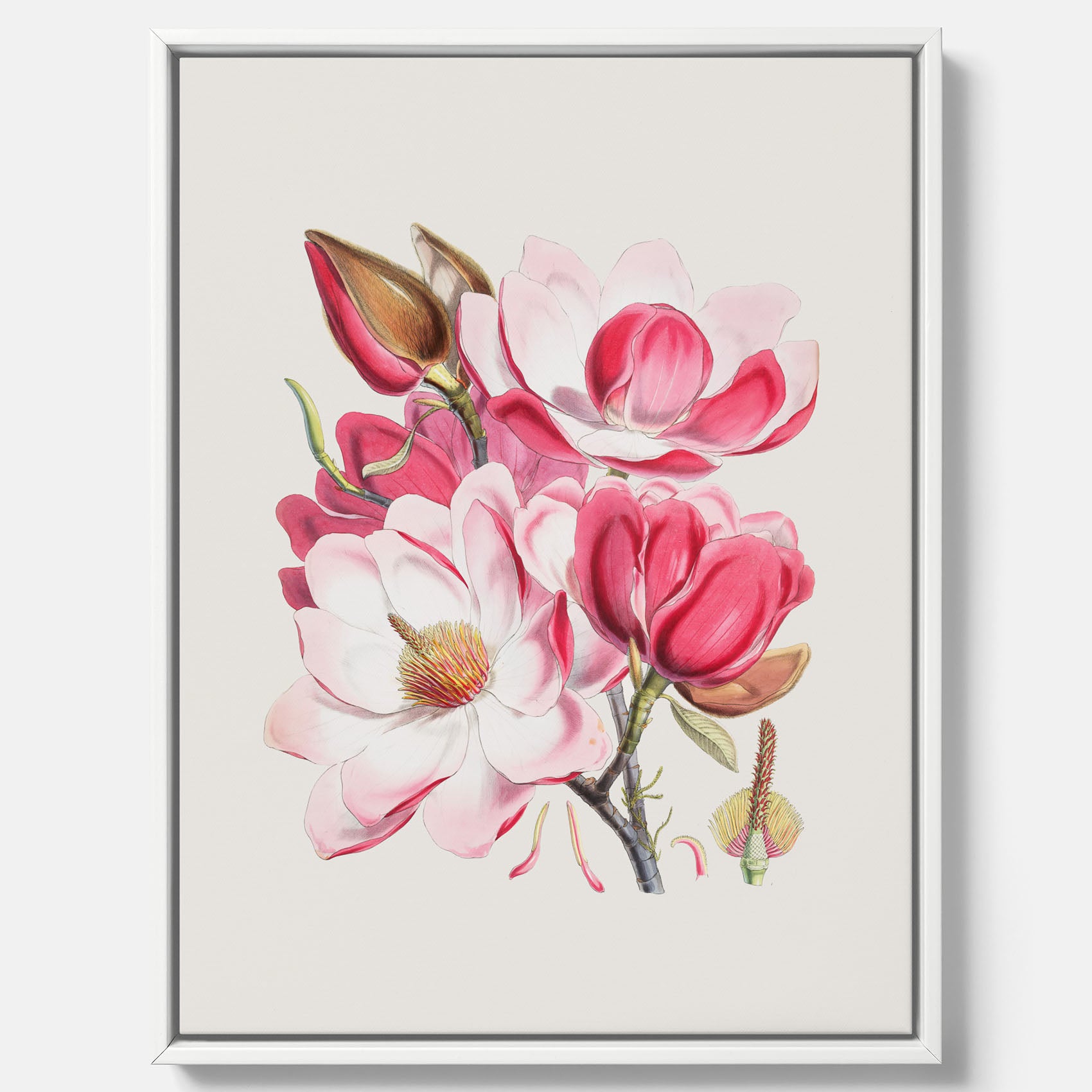 Magnolia Campbellii canvas, botanisk vintage-tavla