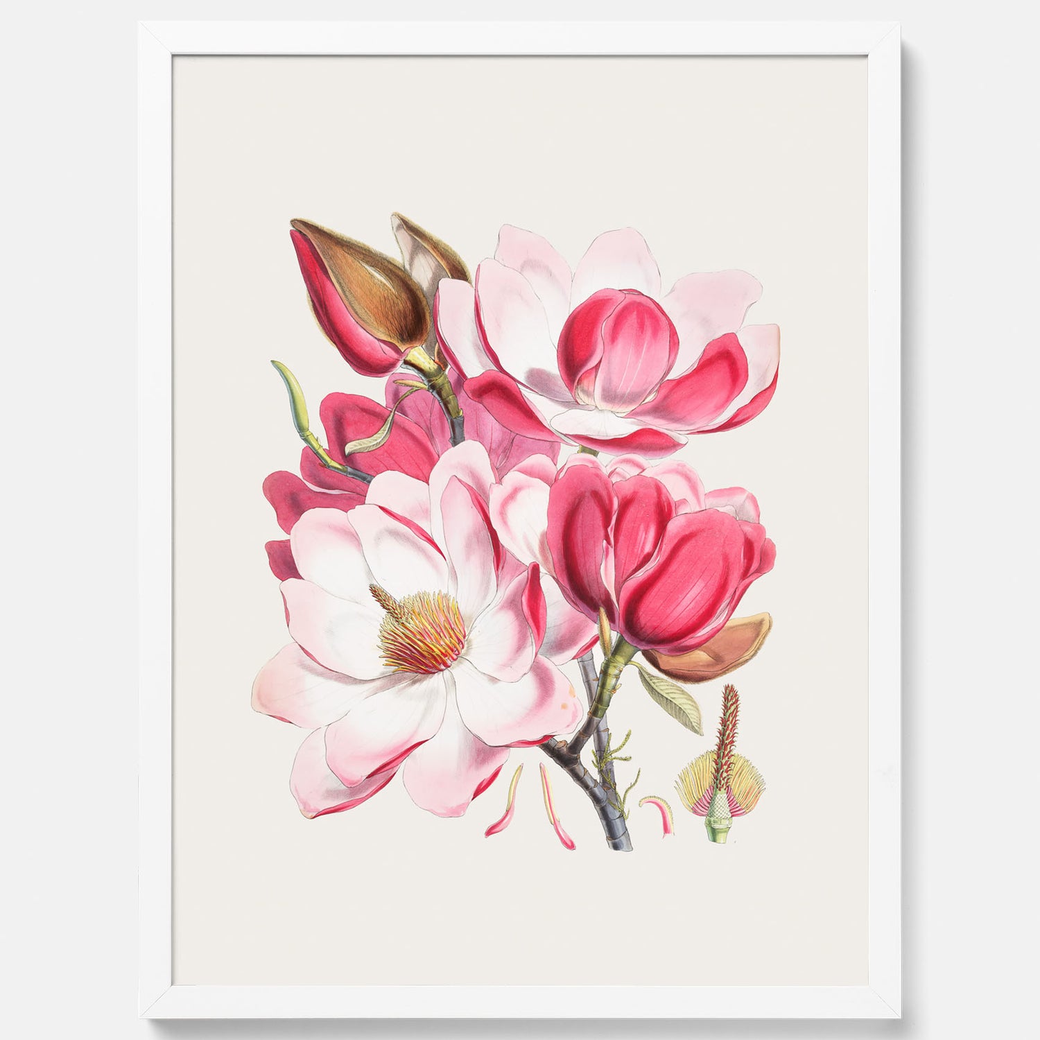 Magnolia Campbellii poster, botanisk vintage-tavla