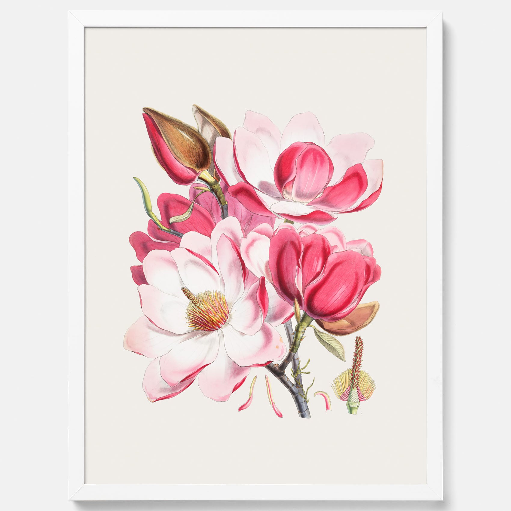 Magnolia Campbellii poster, botanisk vintage-tavla