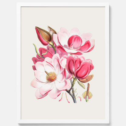 Magnolia Campbellii poster, botanisk vintage-tavla