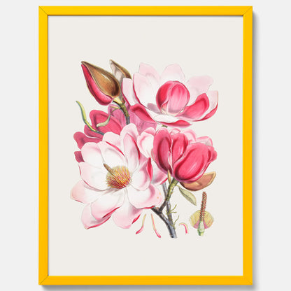 Magnolia Campbellii poster, botanisk vintage-tavla