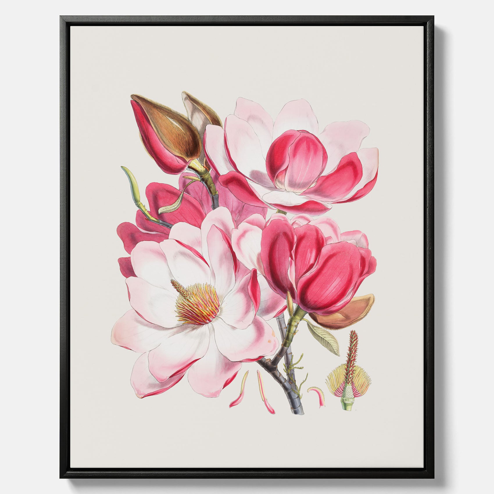 Magnolia Campbellii canvas, botanisk vintage-tavla