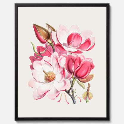 Magnolia Campbellii poster, botanisk vintage-tavla
