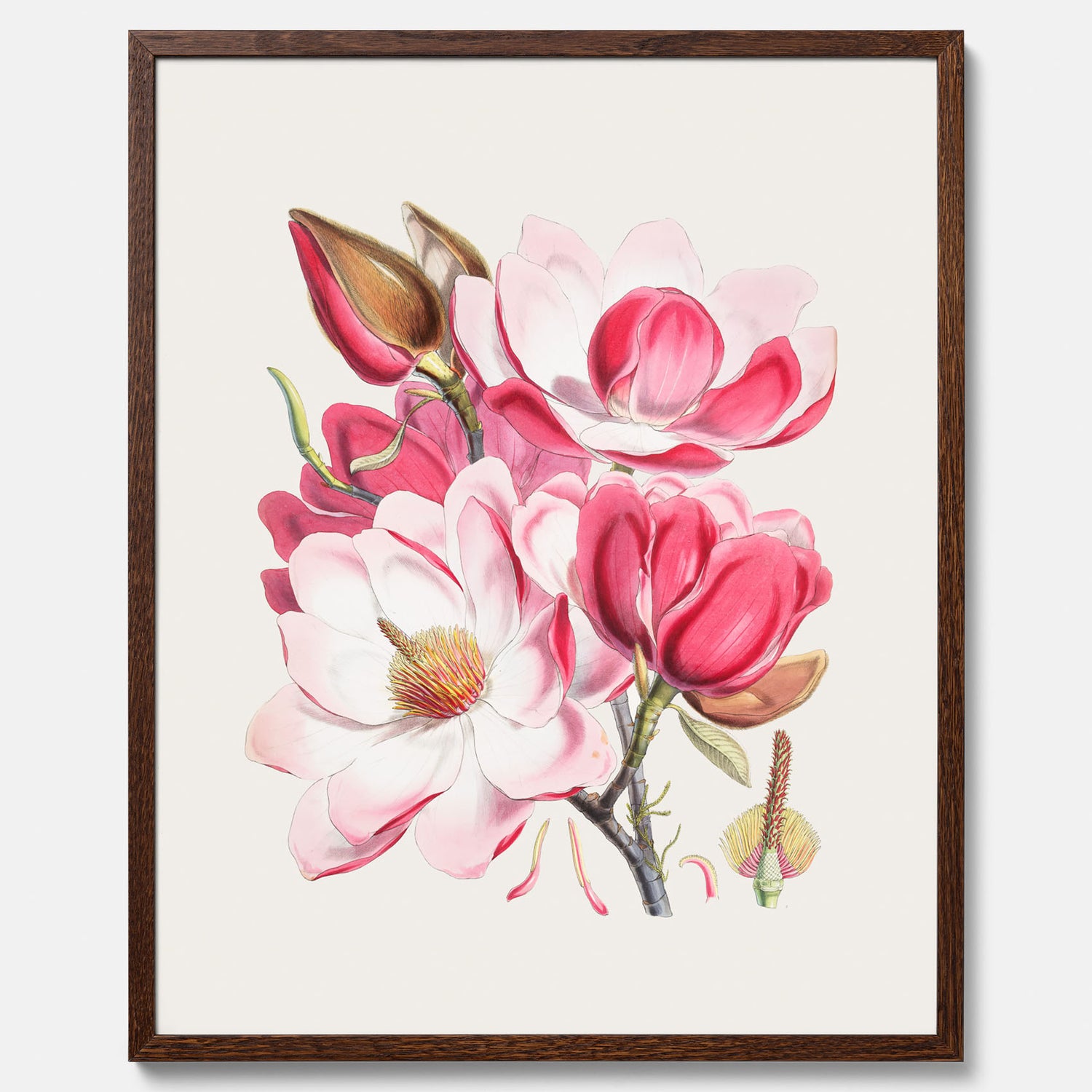Magnolia Campbellii poster, botanisk vintage-tavla