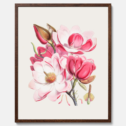 Magnolia Campbellii poster, botanisk vintage-tavla