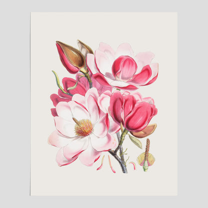 Magnolia Campbellii poster, botanisk vintage-tavla