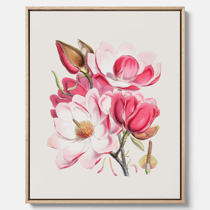 Magnolia Campbellii canvas, botanisk vintage-tavla
