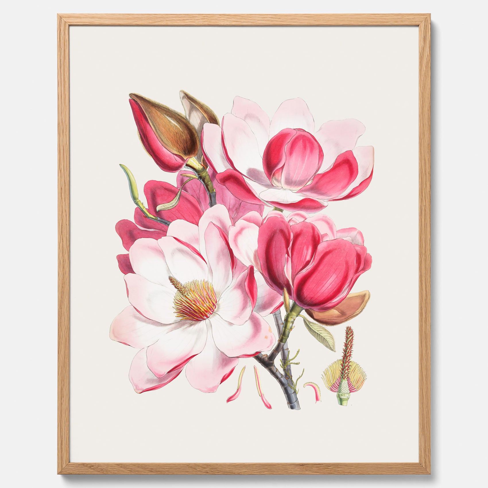 Magnolia Campbellii poster, botanisk vintage-tavla