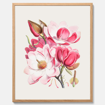 Magnolia Campbellii poster, botanisk vintage-tavla