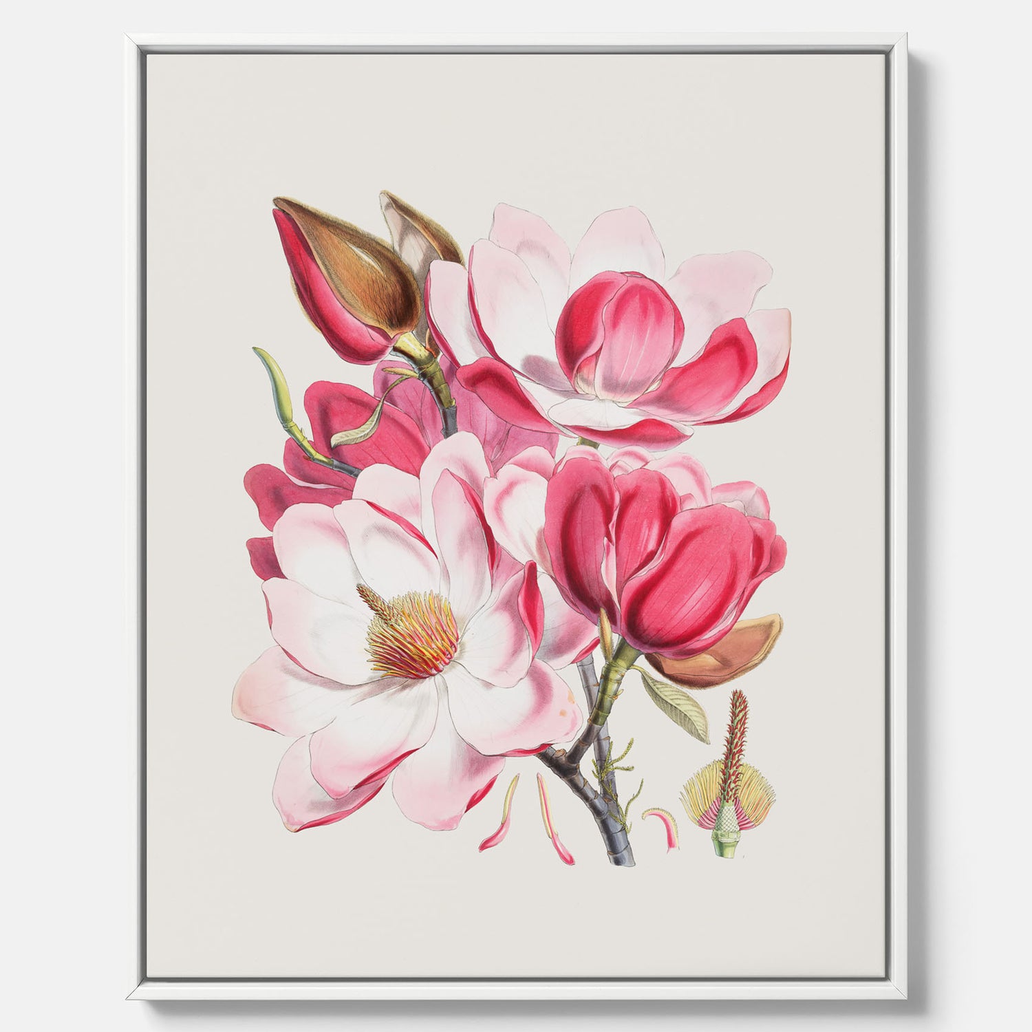 Magnolia Campbellii canvas, botanisk vintage-tavla