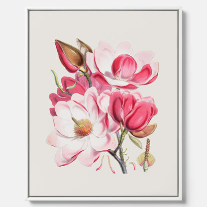 Magnolia Campbellii canvas, botanisk vintage-tavla