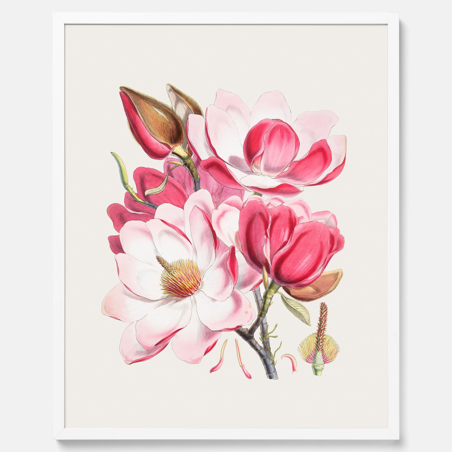 Magnolia Campbellii poster, botanisk vintage-tavla